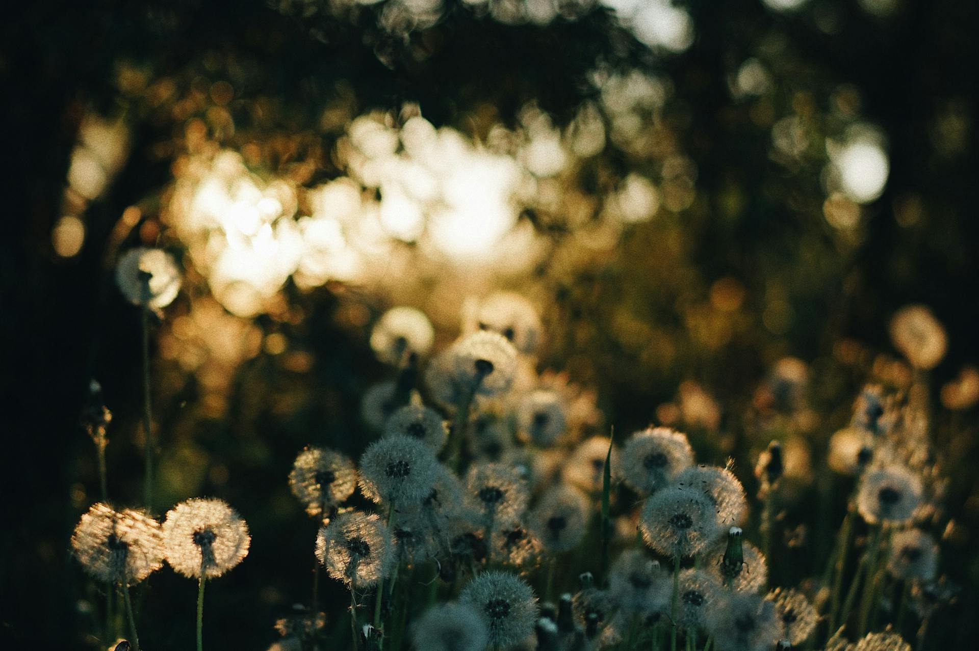 pexels-photo-8270293-1